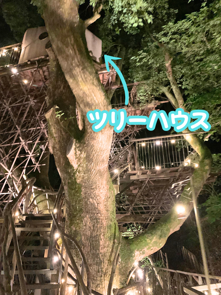 樹齢300年の木の上のツリーハウス