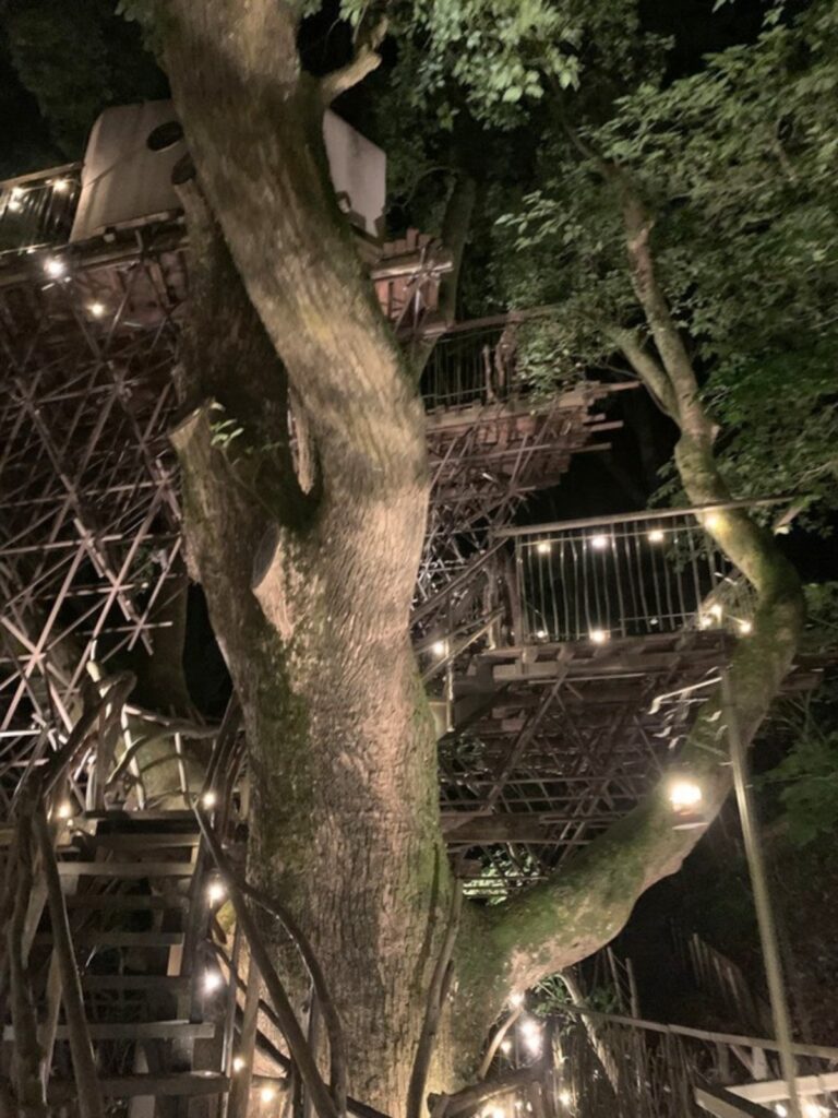 クスノキの周囲に建つツリーハウスと、夜に灯りがともった階段